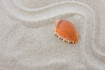 sand with shell