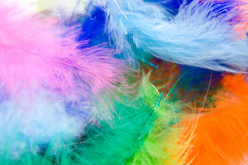 colorful feathers in closeup