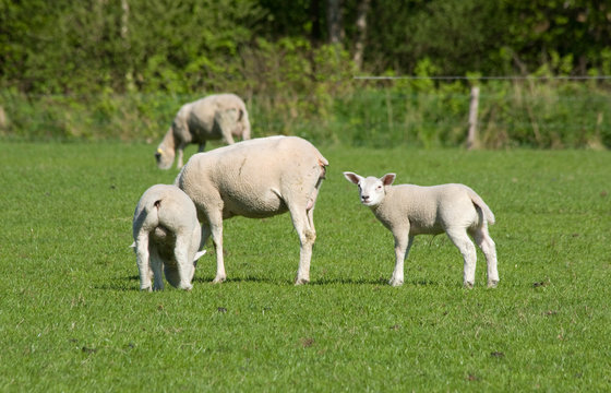 cheep with cute lambs