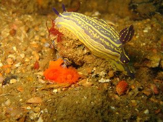 Nudibranquios II