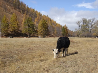 Cow in Mongolia