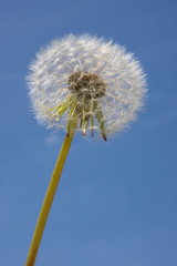 Dandelion over blue sky