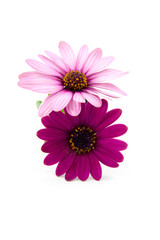 Obraz premium pink daisy isolated on white background