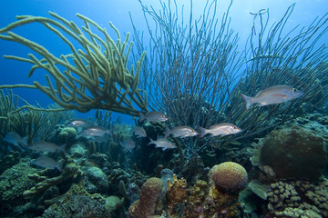 Schooling tropical fish, Bonaire