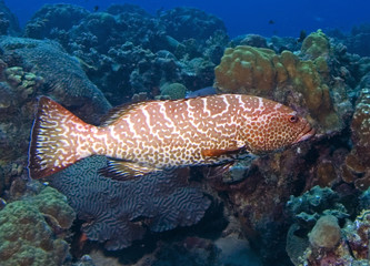 Grouper, Bonaire