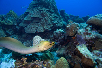 Green Moray Eel, Bonaire