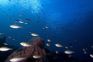 Schooling tropical fish, St. Lucia