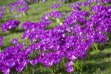 Dutch spring crocus flowers