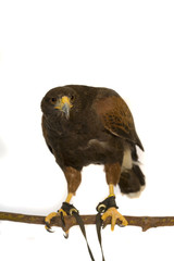 Hawk, Harris, isolated on white