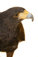 Hawk, Harris, isolated on white