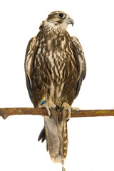 Falcon, Saker, isolated on white