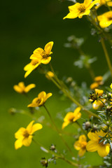 Fototapeta premium yellow flowers