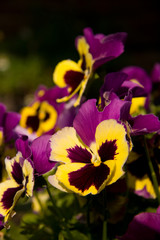 Viola flower
