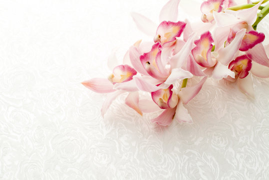 シンビジューム Images – Browse 658 Stock Photos, Vectors, and