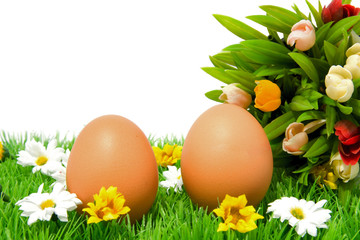 Two chickeneggs on grass with little tulips