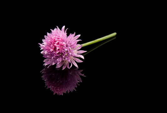 Fototapeta flower of chives  isolated on black background