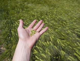 Körner in der Hand