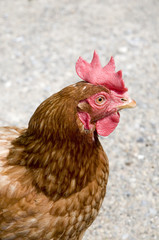 Brown Hen