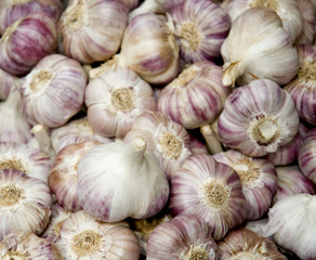 Garlic