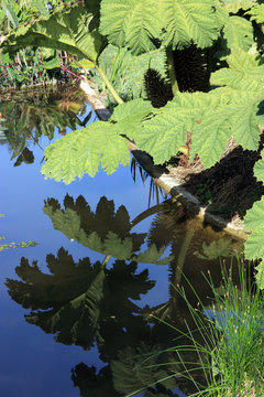 feuilles de gunn&egrave;re