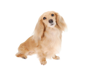 Dachshund kaninchen