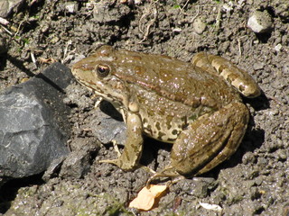 crapaud