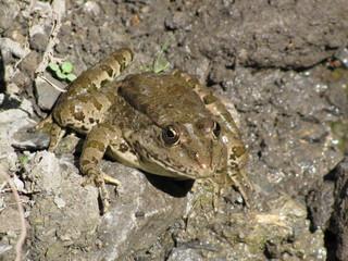 crapaud