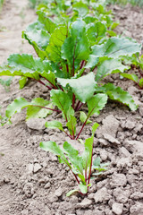 Beetroot growing in dry soil with selective focus