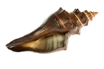 Naklejka premium seashell isolated on white background