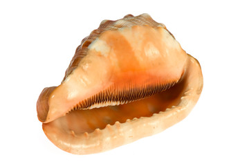 seashell  isolated on white background