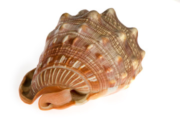 seashell  isolated on white background