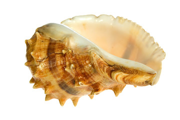 seashell  isolated on white background