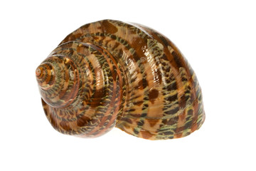 seashell  isolated on white background