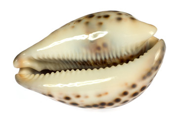 seashell  isolated on white background