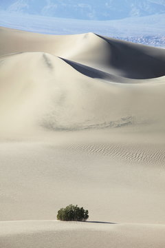 Dune