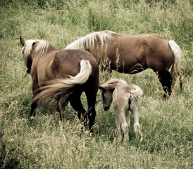 Chevaux