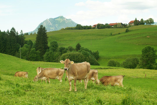 Bergk&uuml;he im Allg&auml;u