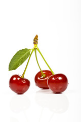 cherry