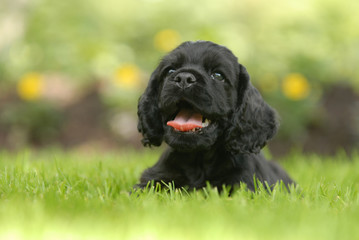 cocker spaniel puppy laying in the grass - six weeks old
