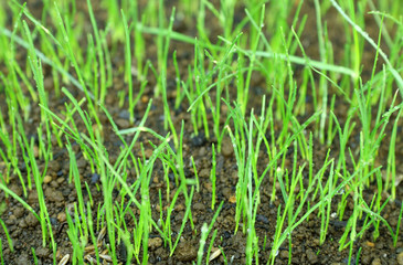 pousses d'herbes