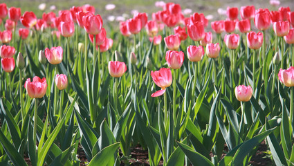 Pink tulips