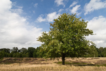 Baum der Heide