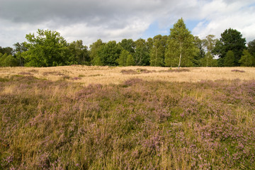 Obraz premium Heidefläche