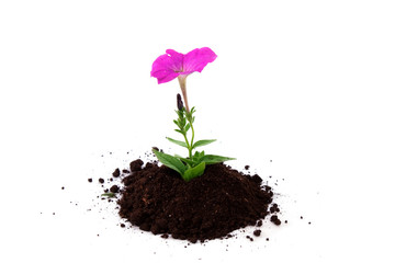 sprout of flower  on a white background