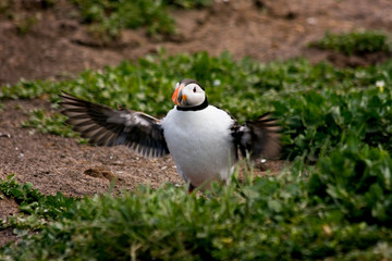 Puffin flapping its wings