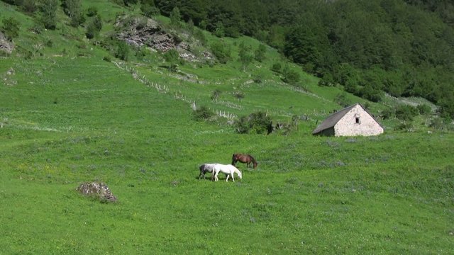 chevaux dans les p&acirc;turages montagneux des pyr&eacute;n&eacute;es