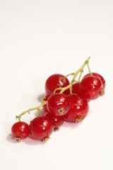 Redcurrant