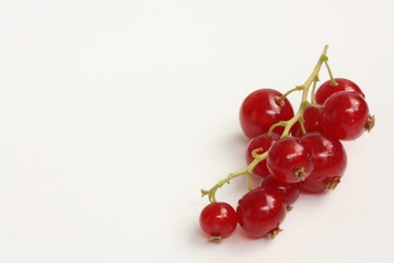 Redcurrant