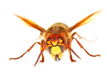 hornet