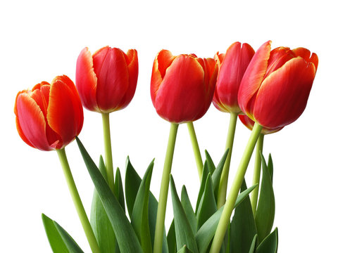 spring flowers - tulips